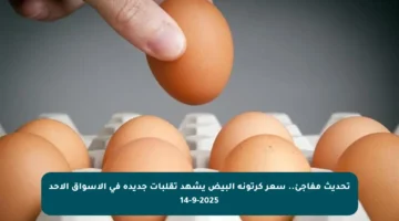 تحديث مفاجئ.. سعر كرتونة البيض يشهد تقلبات جديدة في الأسواق الأحد 14-9-2025